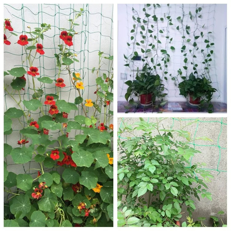 6 years service life 10-15cm mesh green 100% HDPE tomato peas Bitter melon yam beans Various vegetable plants Climbing nets