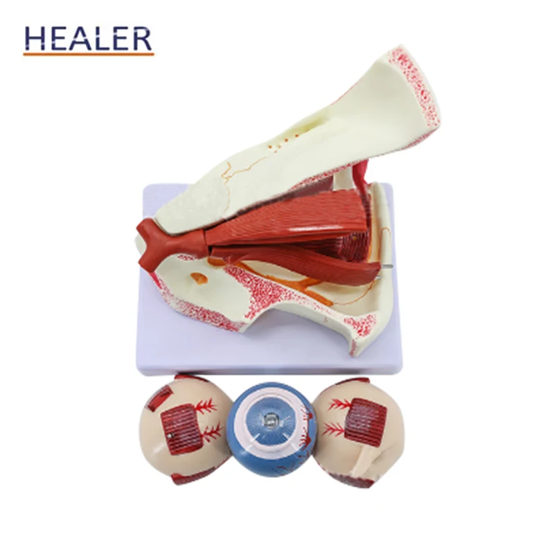 Анатомическая модель человеческого размера с увеличением в 3 раза, модель для увеличения глазного яблока и век, обучающая помощь