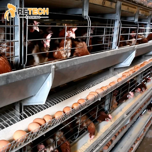 Good price automatic poultry farming h type battery chicken cage egg layer for sale