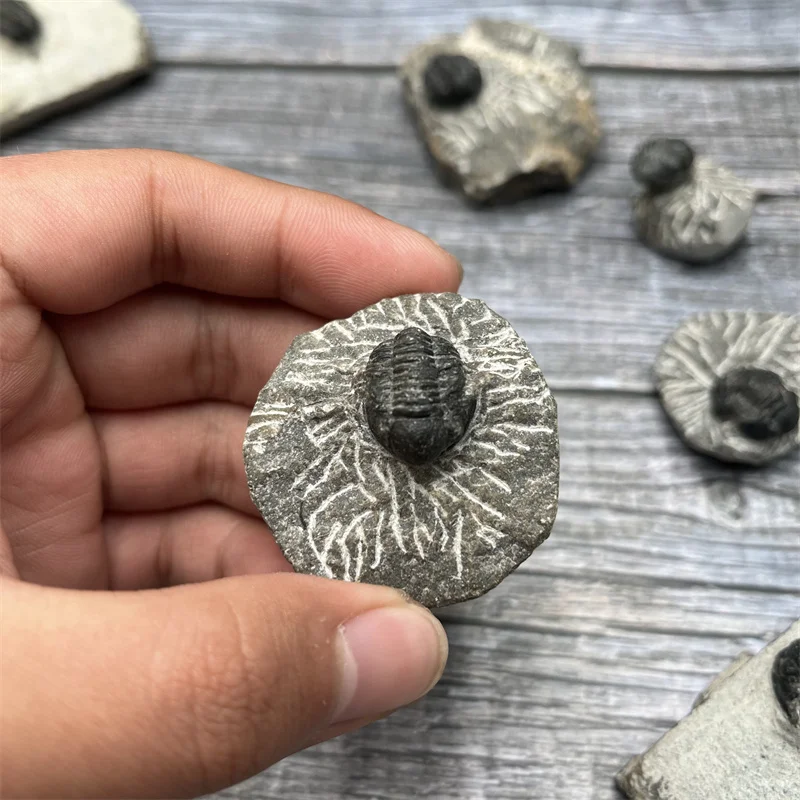 Wholesale natural marine organism fossil  Morocco trilobita fossil for popularization of science