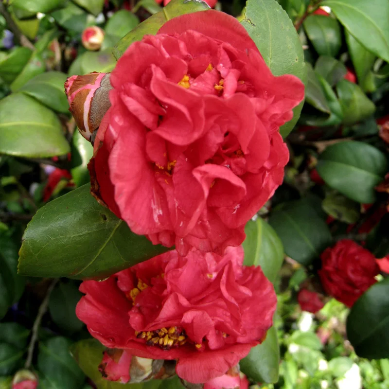 
Garden Bonsai Flowers Tree Seeds / Camellia Flower Seeds For Planting 