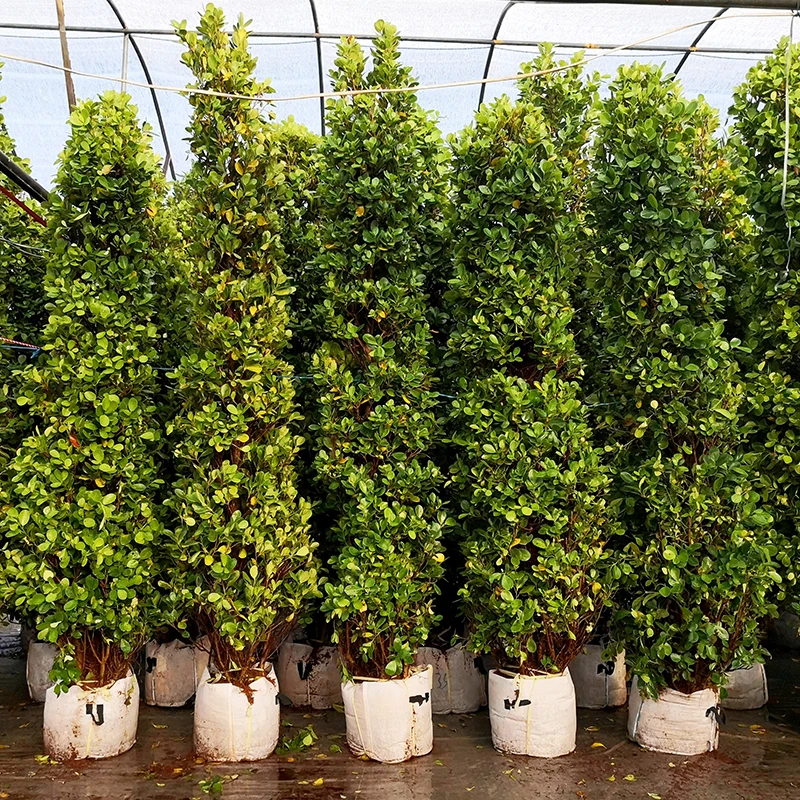 
Ficus Panda green plant 