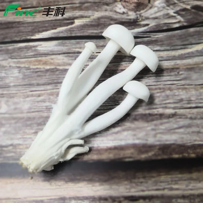 
2020 Growing Fresh Edible Mushrooms with GAP certificate 