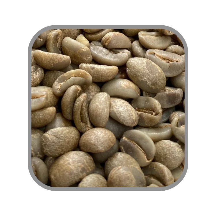 Arabica Catimor Vietnam Green Coffee Bean Good Quality Customized Logo Vietnamese Coffee Vietnamese Coffee Beans