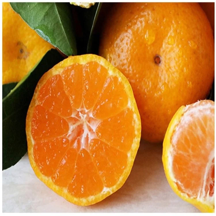 High Quality Orange Mandarin Supplier Bulk Fresh Mandarin Orange Mandarin Price fruit for wholesale