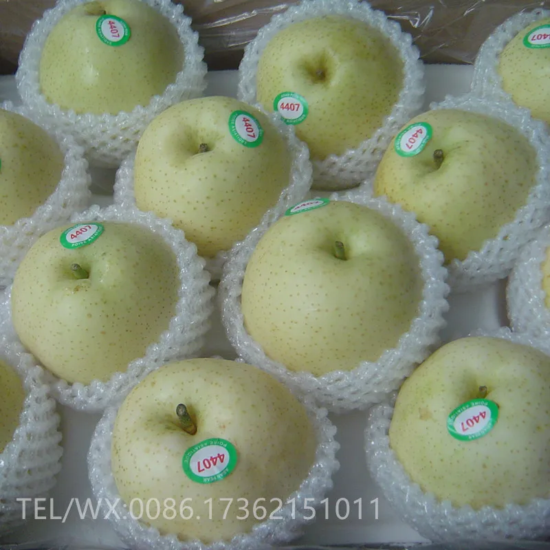 High Quality Fresh Fruit Fresh Pear New Season Milk Pears