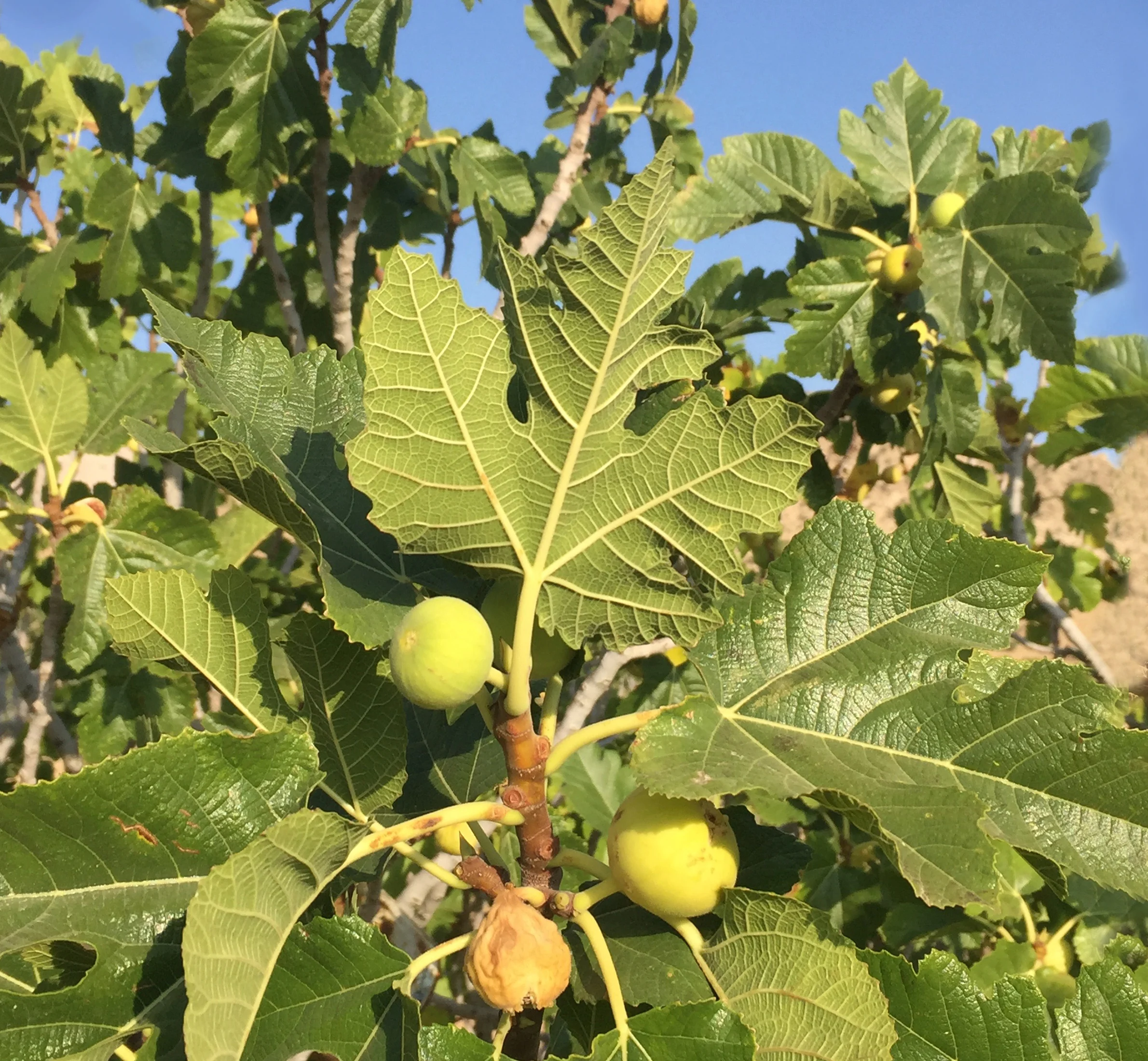 Wholesale high quality natural nutritious dried figs for sale