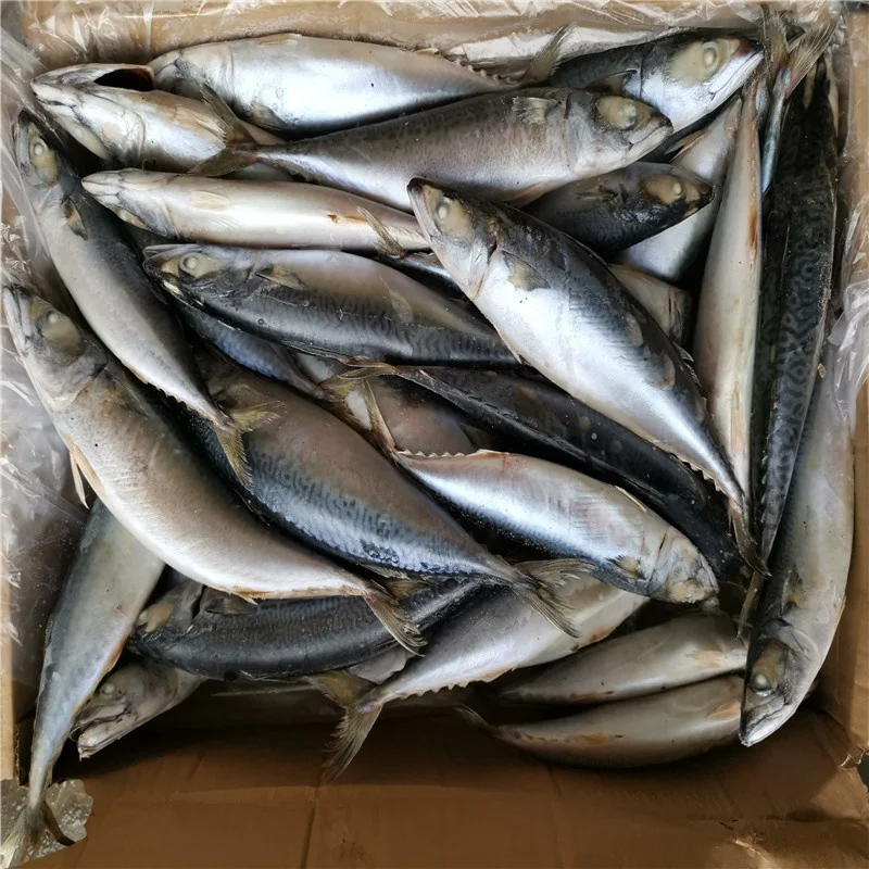 
High quality Sea Frozen fresh seafood Pacific mackerel fish 
