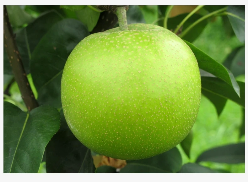Chinese Cheap Price Wholesale Organic Emerald Pear Price