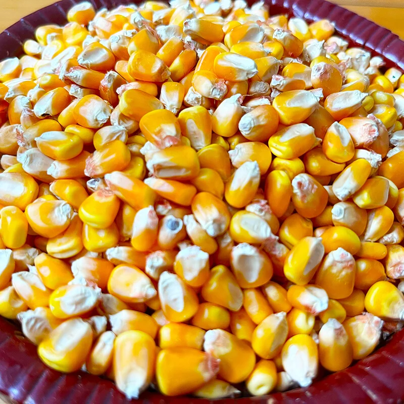 Wholesale farm old corn yellow dry corn kernels