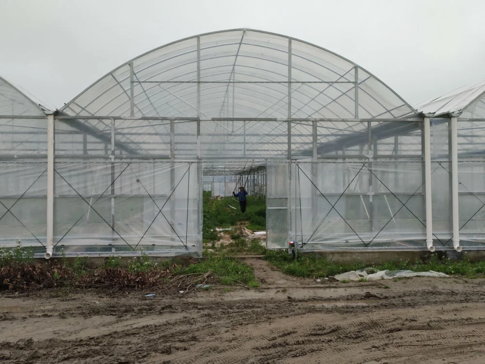 
vegetable fruit agriculture greenhouse farm for sale 