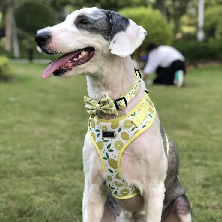 Hot Seller High Quality Custom adjustable collar bow leash harness and bandana sets