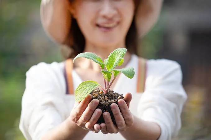 Slow Release Compound Fertilizer To Keep The Freshness Longer