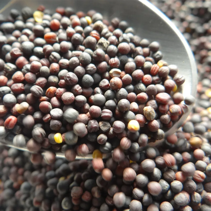 wholesales top quality Western food spices pickled black mustard seeds green food brassica nigra seeds black master seeds