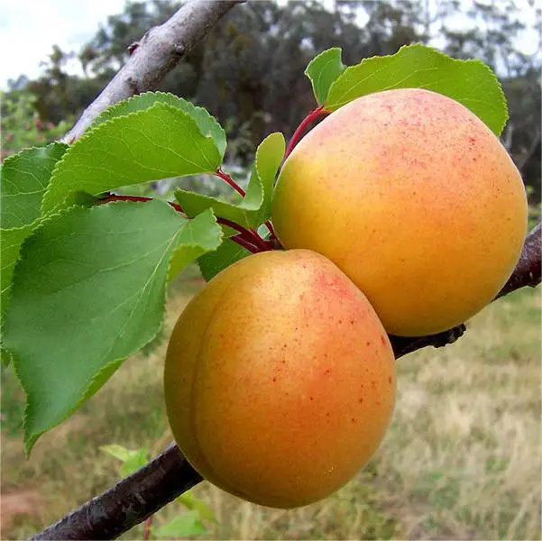 Natural 100% yellow sweet fresh apricots