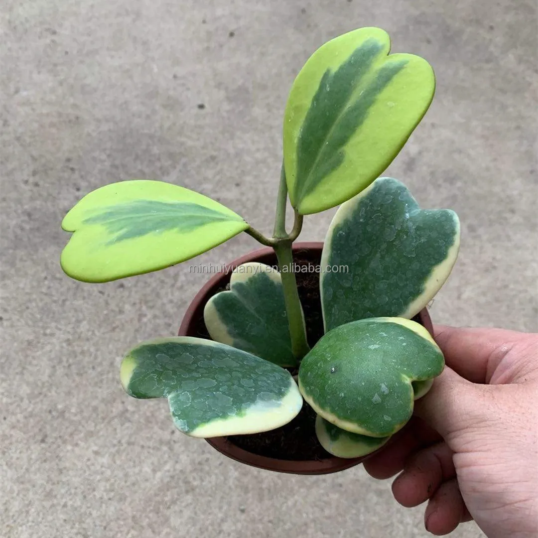 5 leaves Live Plant Sempervivum Hoya kerrii var. Indoor plants