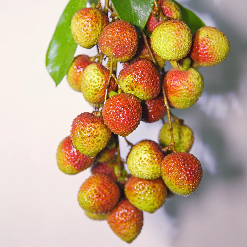 Guang Dong Fresh Lychee Lichee Litchi Lichi Fresh Fruit Supplier Selling (Fi Tsz Siu)