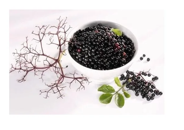 Экстракт Можжевельника Порошок экстракт Ягоды