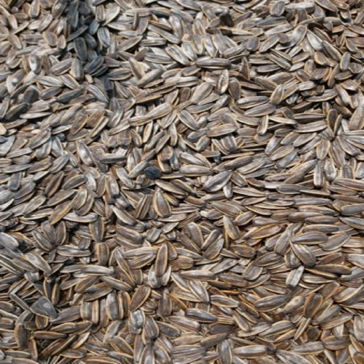 Chinese Factory Wholesale Sunflower Seeds High Quality Sunflower Seed Ton Price