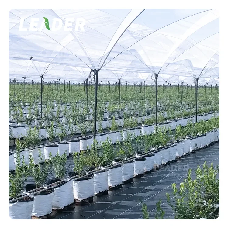 Film tunnel horticultural greenhouse agriculture for farming green house low cost hot sale polytunnel berry greenhouse