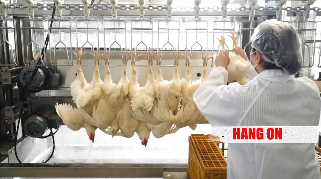 Africa Muslim halal chicken feather poultry plucker butcher chicken machine  Abattoir chicken broiler slaughter equipment