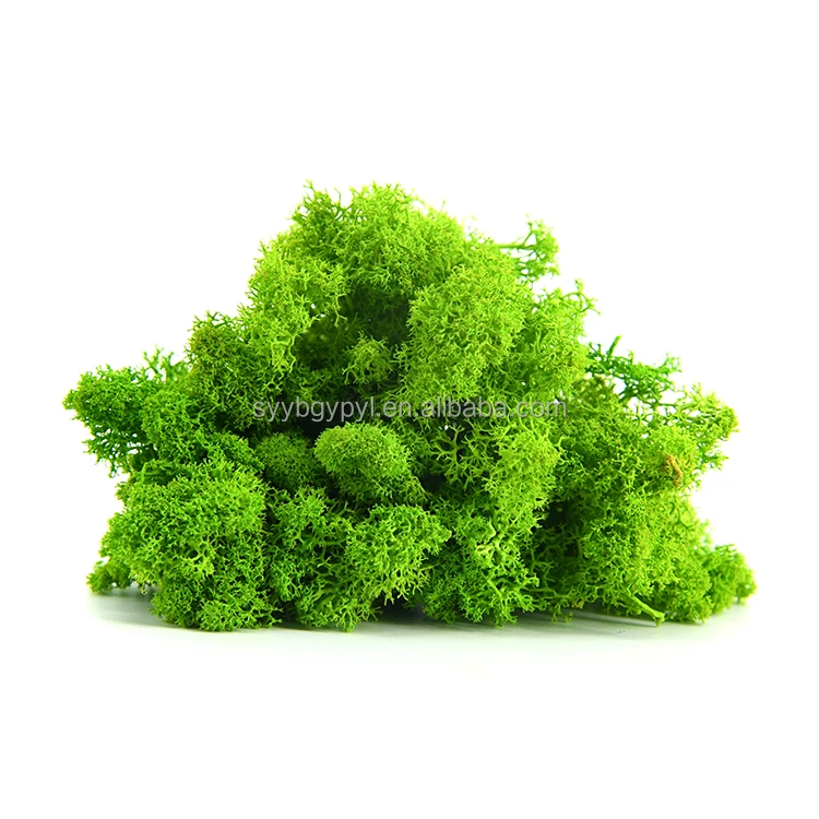 wholesale grass green preserved moss soft and elastic 100% natural reindeer lichen moss plants indoor decorative preserved moss