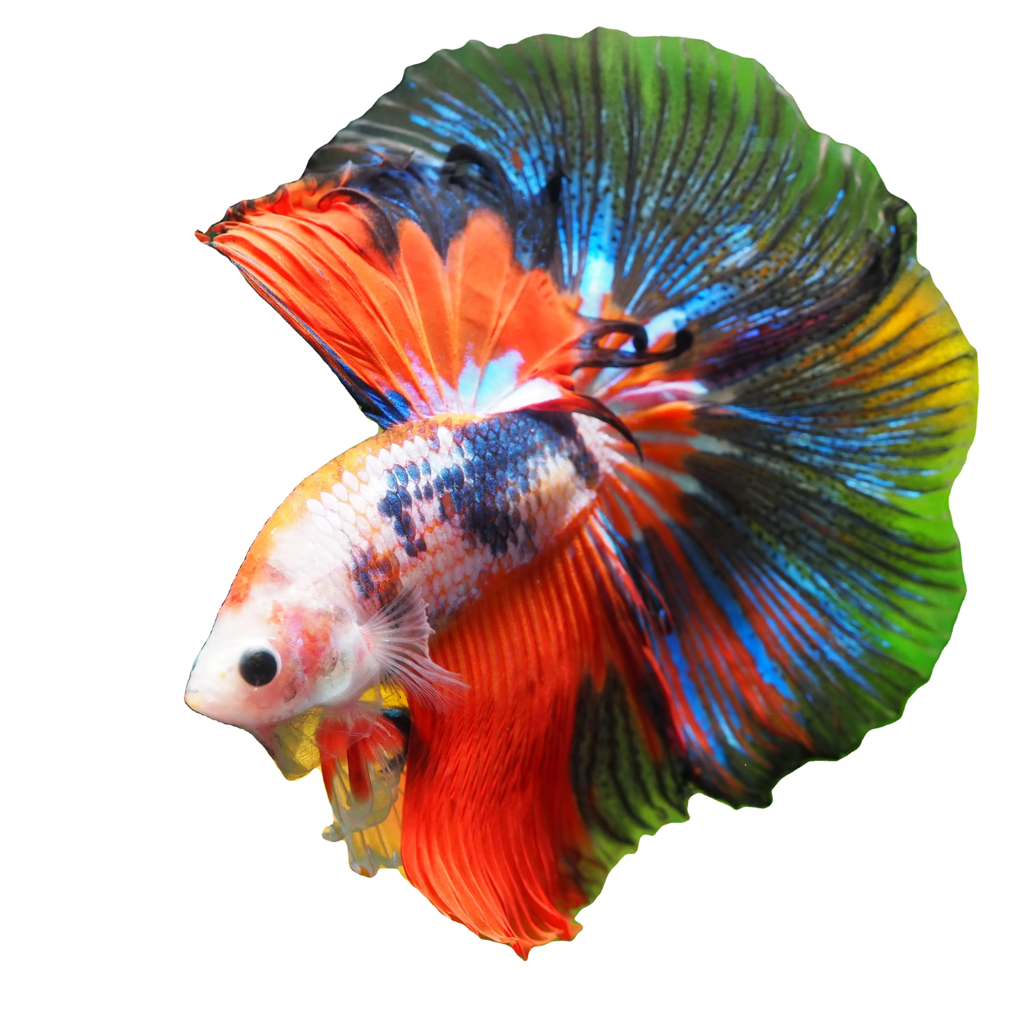 HALFMOON FANCY - Thailand Betta Fish Premium Quality Plakat Siamese Fighting Fish Ornamental Aquariums