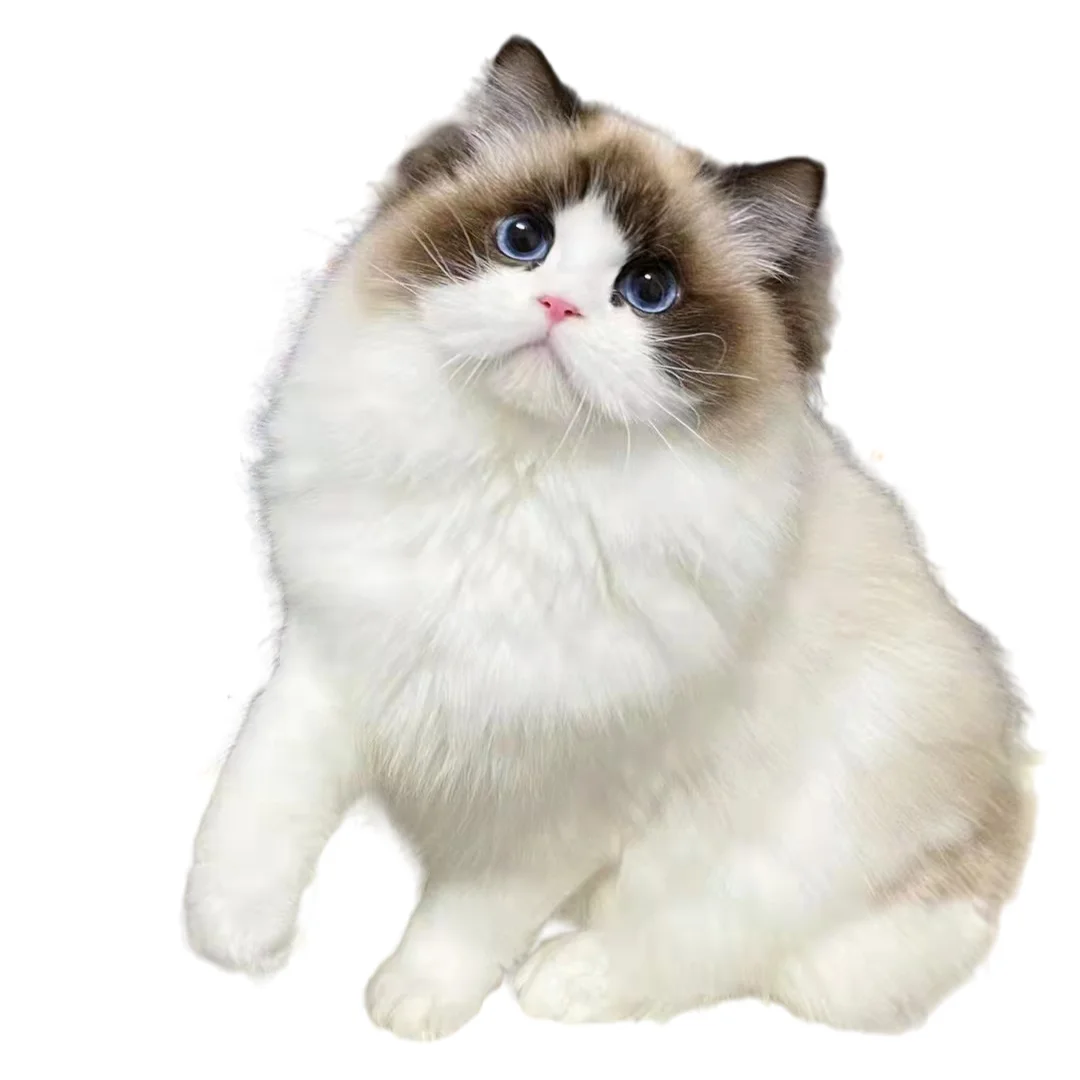 The technology of prevent and nurse fip fipv cat