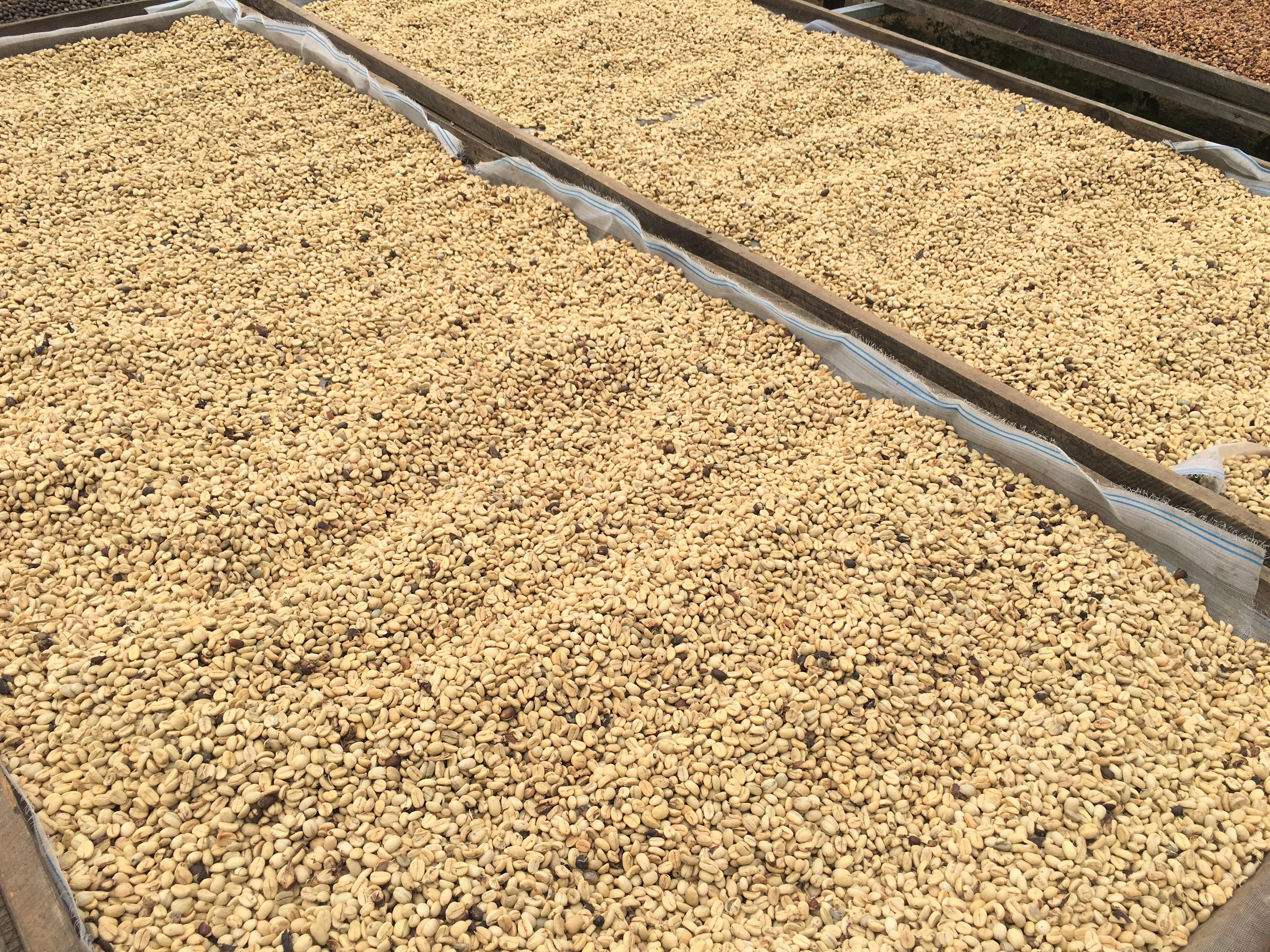 
Wholesale Specialty High Quality Full-Wash Processed Arabica Green Coffee Beans from Vietnam Da Lat 