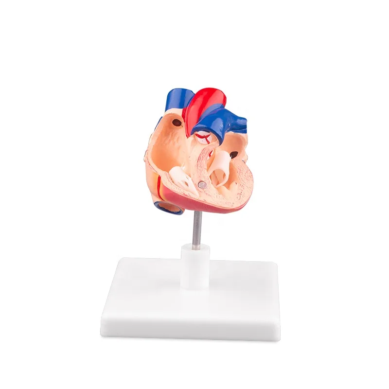 Life Size Anatomical Human Heart Medical Model