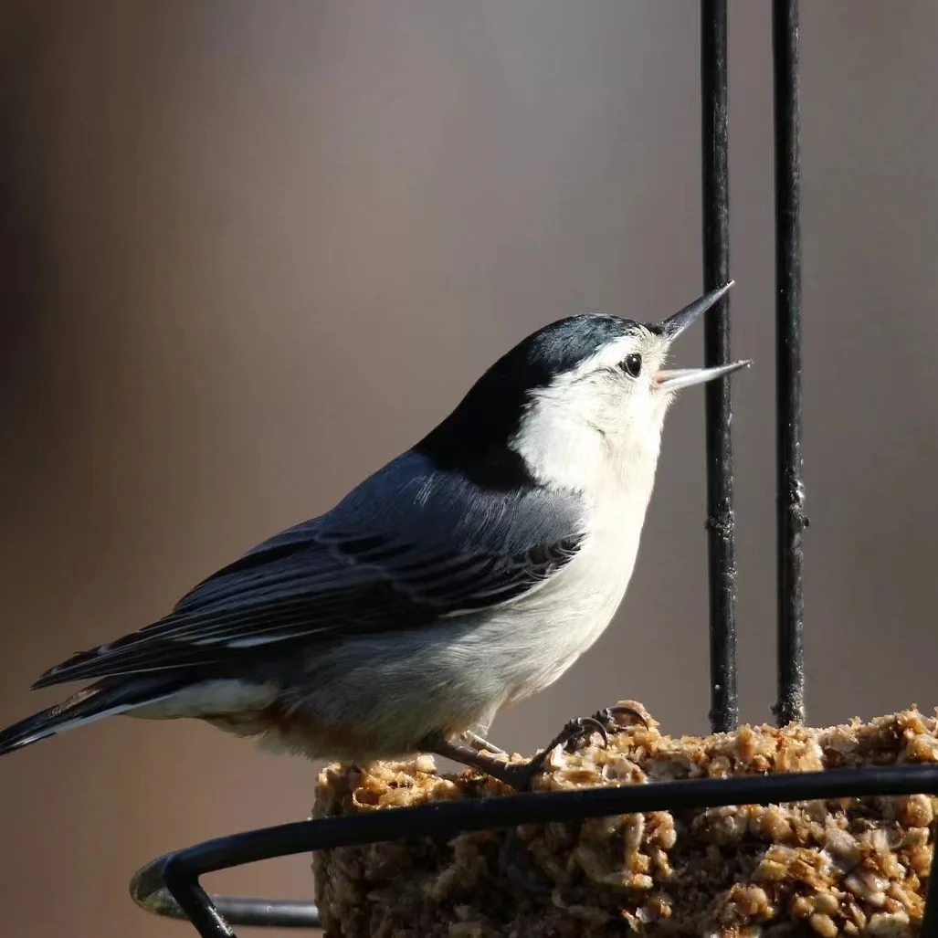 High Protein Mealworms Dried Eu for Birds Fish Dog Food Wholesale Mealworm 1kg Pet Food Edible Mealworms