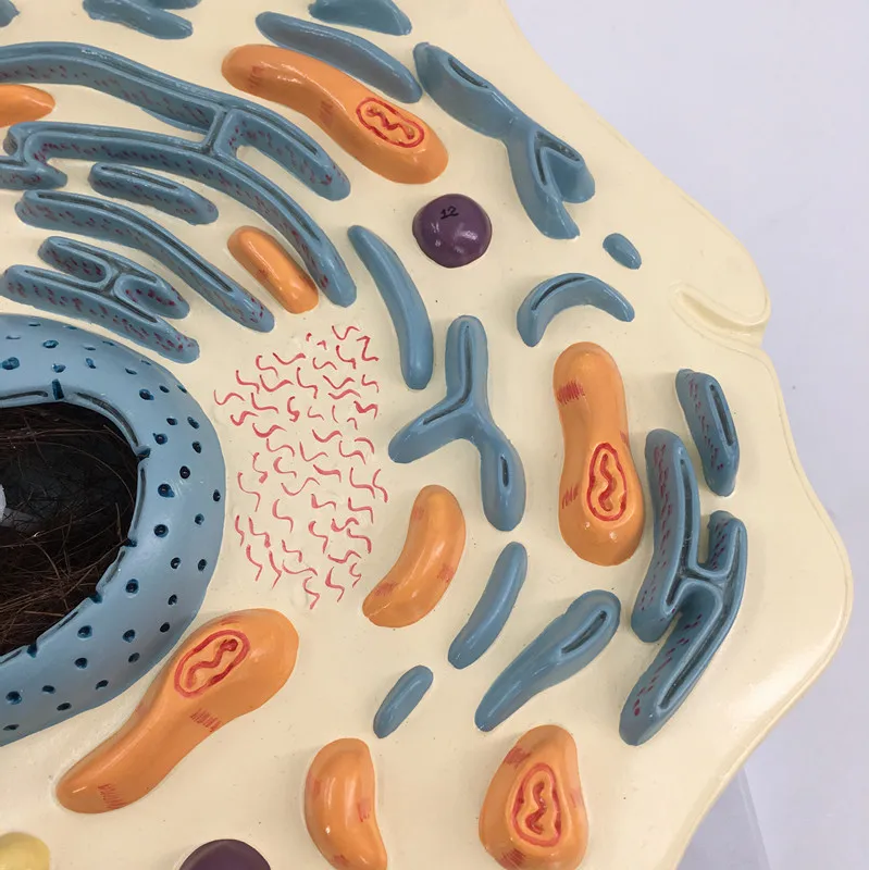 Animal cell teaching model