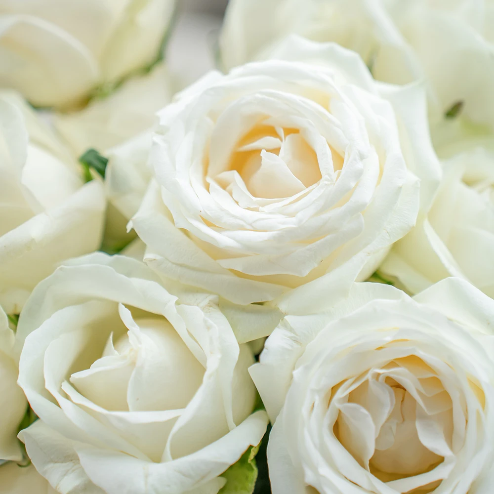 Rose  White  High Quality Natural Wholesale Fresh Cut Flower
