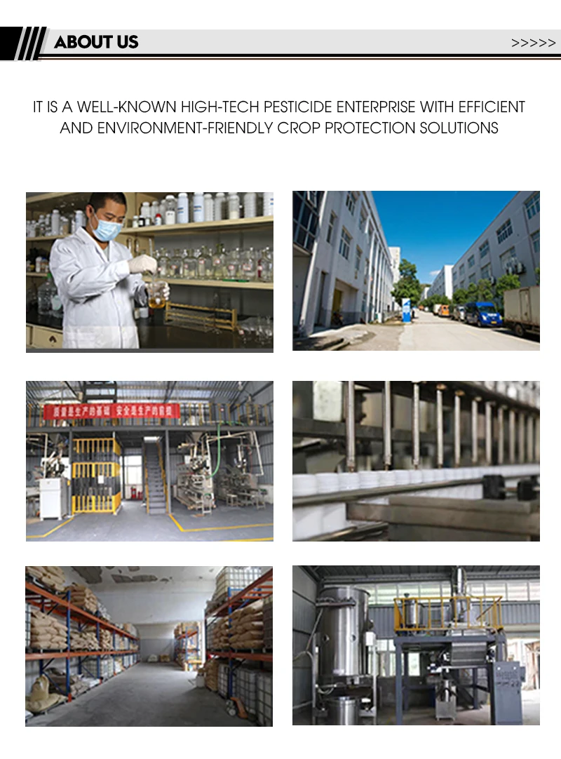 
90% aluminum triethylphosphonate SP late blight downy mildew agricultural pesticide fungicide 