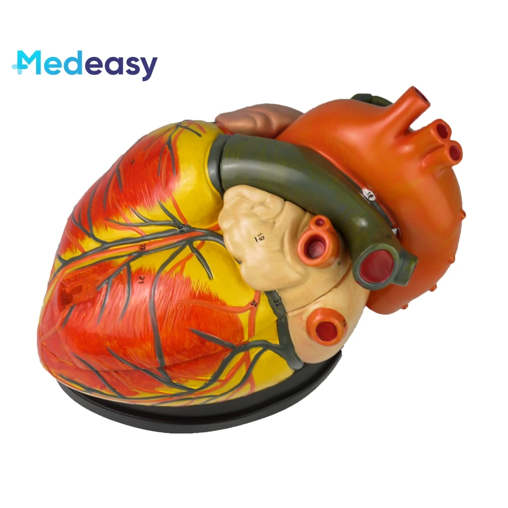 Five times larger heart model, Anatomical human heart model