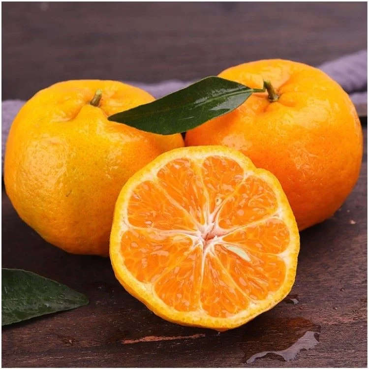 Fresh citrus fruits Navel oranges mandarin fruits wholesale top China citrus mandarin orange