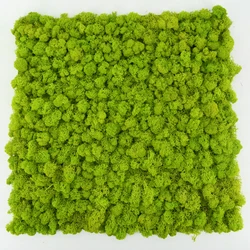 DIY Preserved Stabilized Natural Reindeer Moss decorative 3d 50cm yellowish-green Artificial Moss Wall Panel