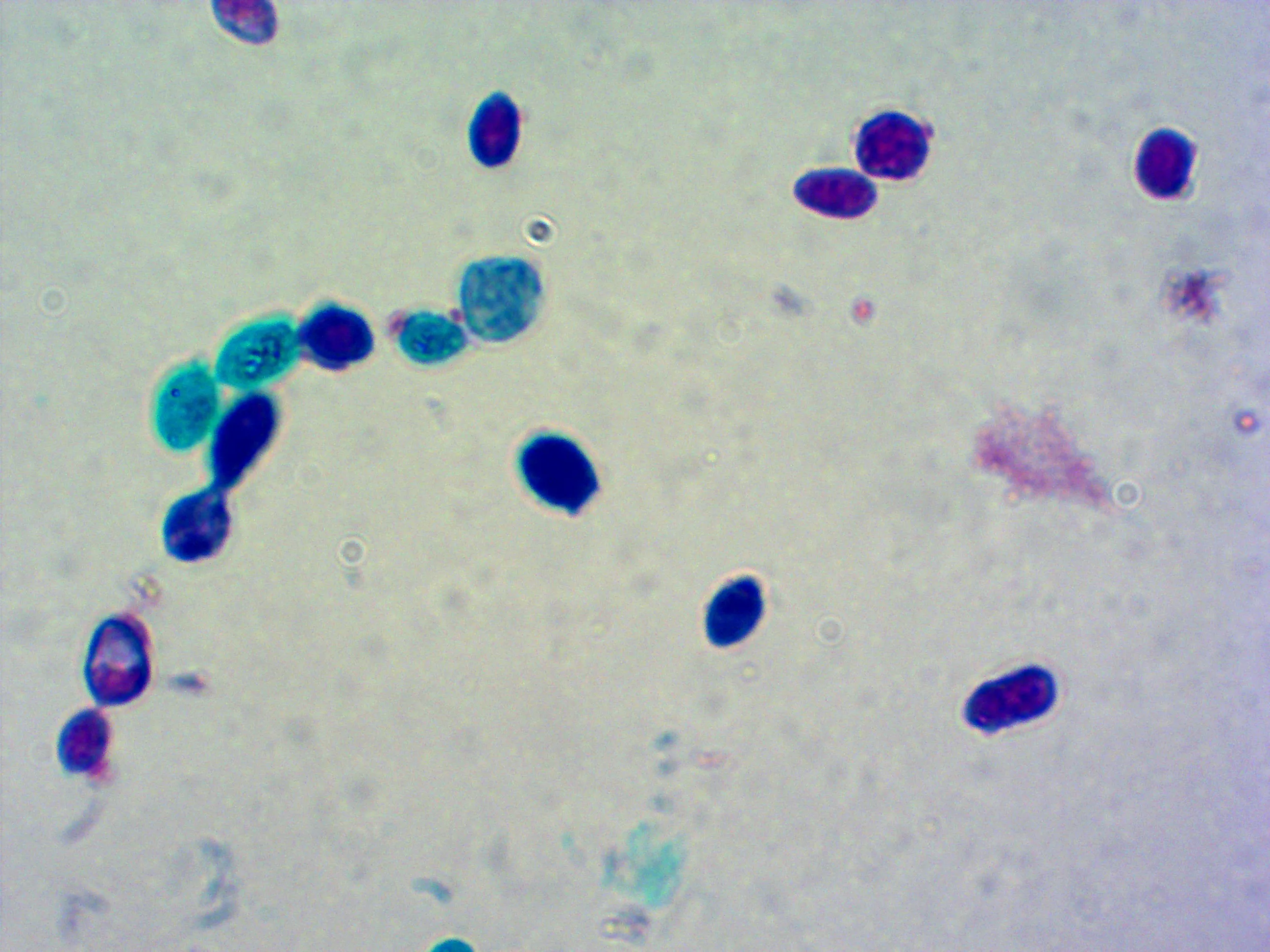 Medical Research Higher Education Biology Teaching Microscope slides Microbiology  mixed slides 50 pieces