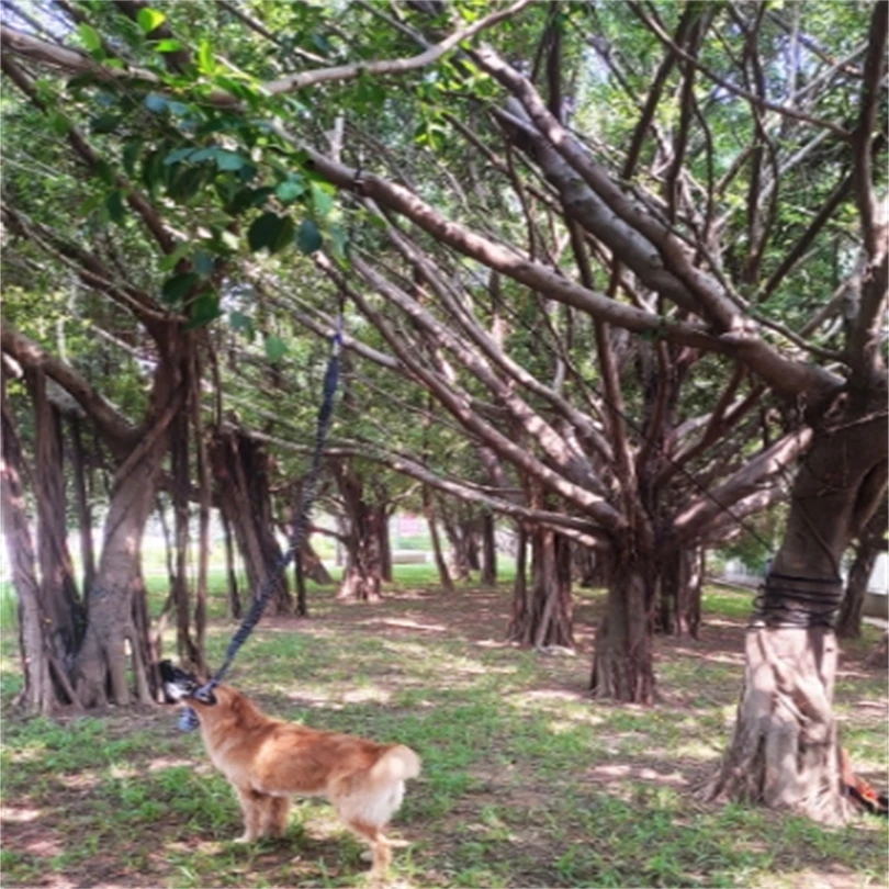 Tree Tug Outdoor Dog Toy Interactive Tether Tug-of-War for Pitbull Small Medium Large Dogs - Tree & Door Tugger Dog Rope Toy