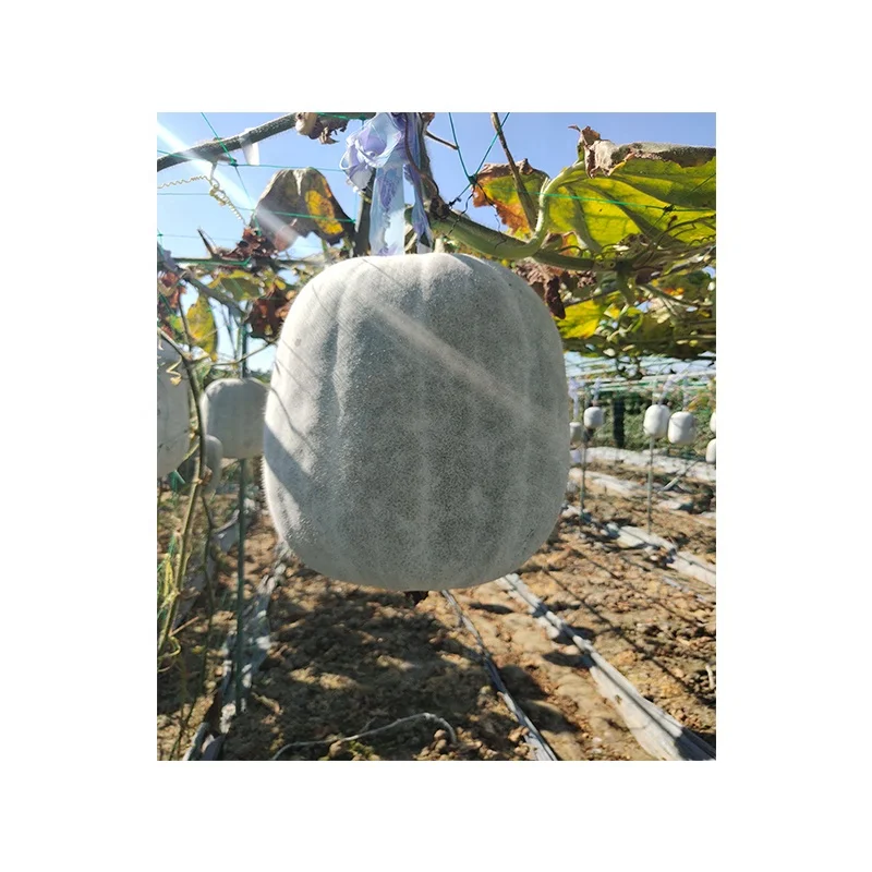 
The high yield and disease resistance of heat-resistant sheet jelly wax gourd seeds from China 