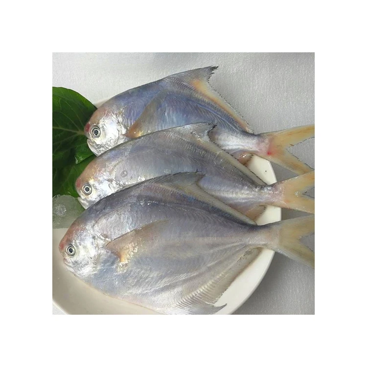Wholesale Fresh Frozen Silver White Pomfret Frozen Fish