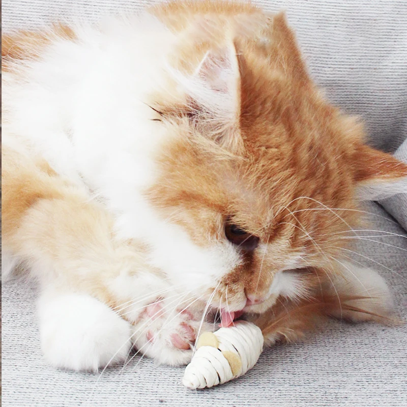 Котенок-тизер