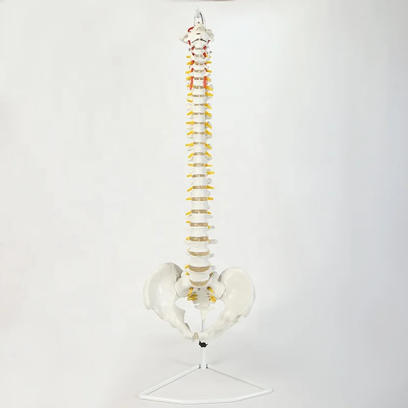 85Cm different kinds ofl flexible human spine spinal model human bone model bone-setting medical teaching