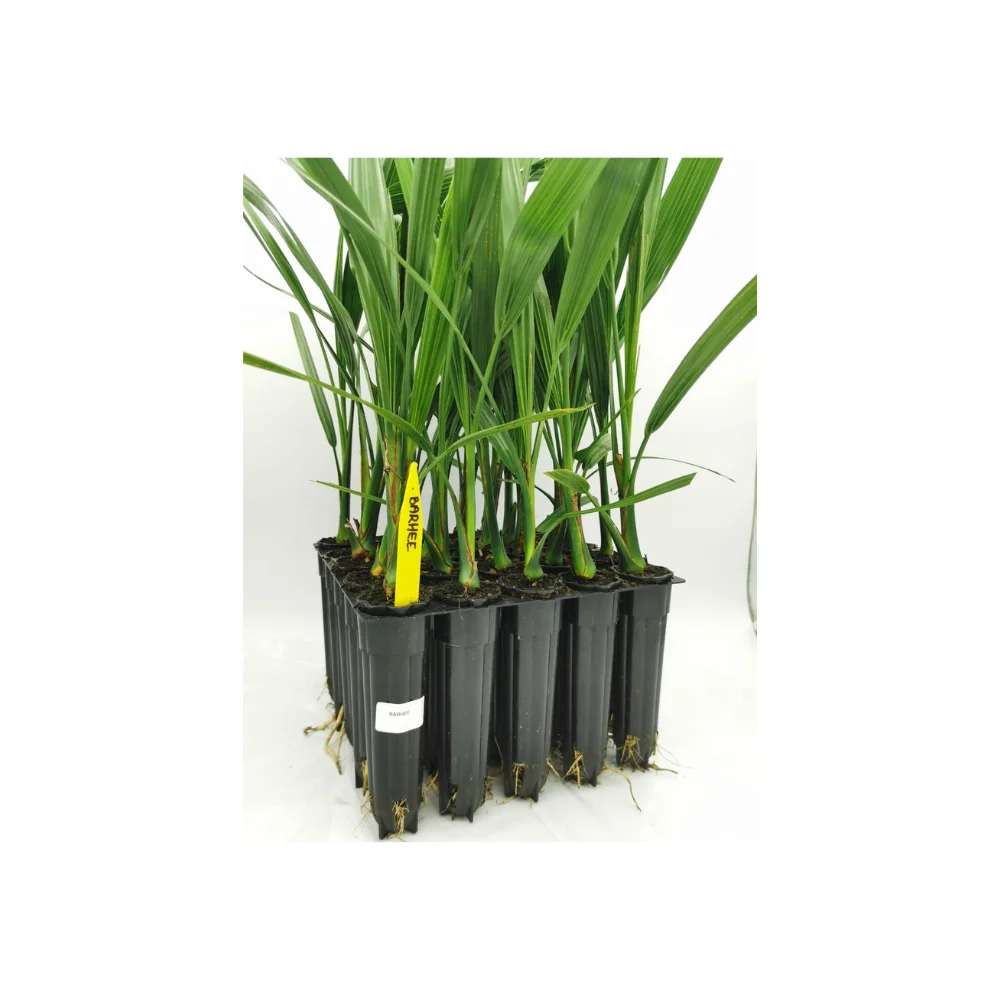 Быстрая и полезная урожайная рассада пальмы для выращивания ткани финиковых фруктов кислые быстрорастущие культиваторы