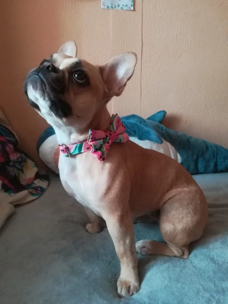 Тактический Регулируемый поводок, ошейник, индивидуальный двусторонний маленький мягкий жилет, дизайнерская шлейка для собак