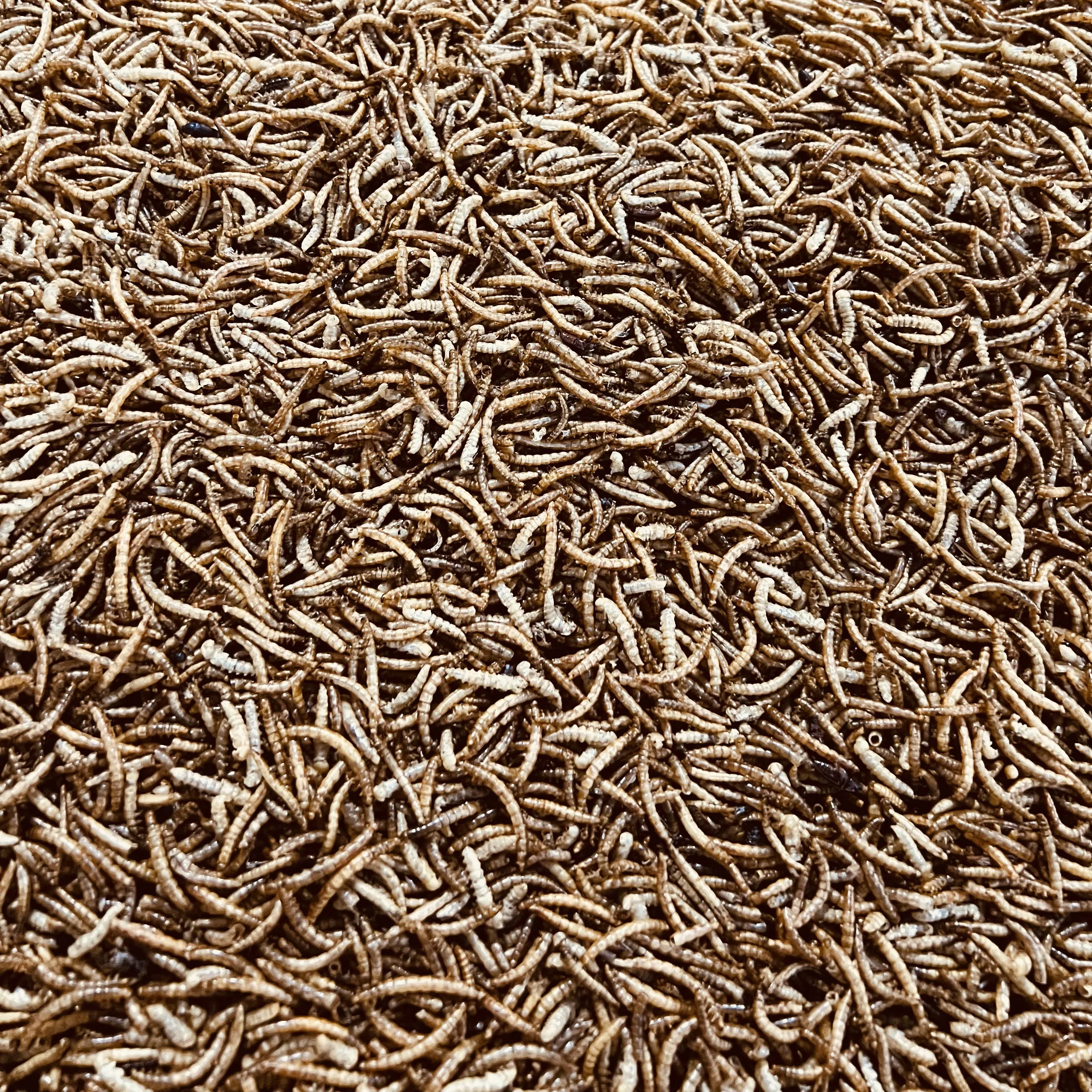 Dried Black Soldier Flies Larva Maggots Insects High Protein Dried Mealworms