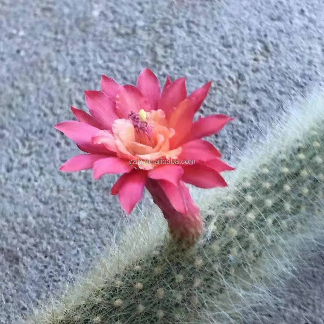 
Wholesale succulent plant lmixed color flowers monkey tail cactus Ornamental Woody Plants cactus or cactus plants live natural 