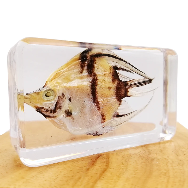 Educational equipment resin real fish specimen home decor fishing paperweight