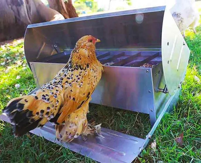 wholesale automatic chicken feed containers feed machines chicken