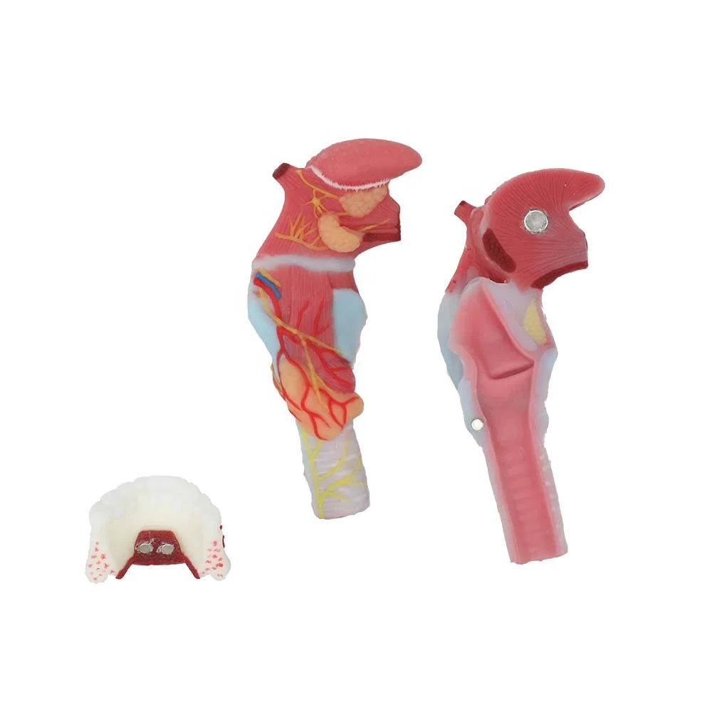 Manufactory Direct Larynx Human Anatomical Model Soft Silicone Anatomy Models